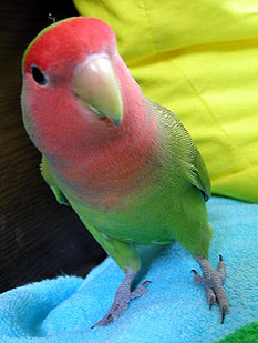 �E�E�E�I�o�P��Q�����H���Ƀq�Q�����`(^-^;