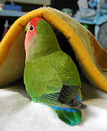 ����A�ڂ��̂��[�ӂ��患�B