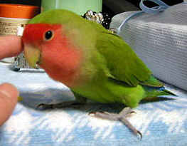 �ڂ��A�C�C�R����������ˁ`�I