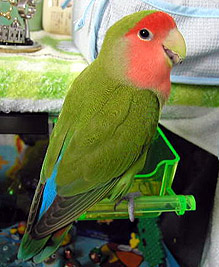 �ցH�l���l�̂Ƃ��A�Ȃ񂩂������̂��H