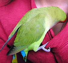 ���`�܂܂̃p���p�������`