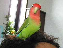 �p�p���A�ڂ��d���Ȃ�܂��������H