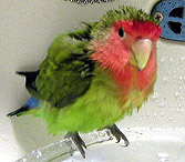 ���[�����ς��̂񂶂�����B