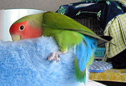 �p�p�Ȃ񂩁A�Ӂ`�񂾂��I�X���X�������Ⴄ����ˁ`