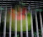 �łւց`�R�E�������񂾂��`