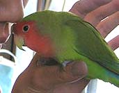 �܂܂��`�A�C�C�R���Ă邩��A�́[���A���ė��ĂˁB�B