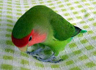 ����A�ڂ��̃l���l�̂Ȃ񂾂�B