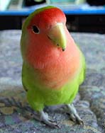 ���ꂩ����A��낿���˂���