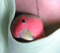 �܂܂��A��̂���A�i�V�Ȃ̂��H