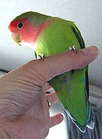 ���̂��A�}�}���āA����������ˁB