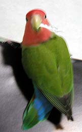 �����A�p�p�����̂��I�H