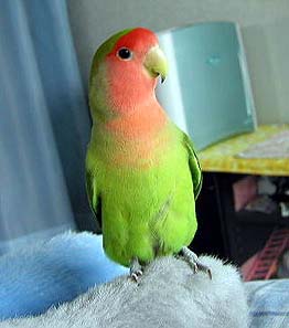 �����́A�C�C�R�g�����肻�`���悧�`��