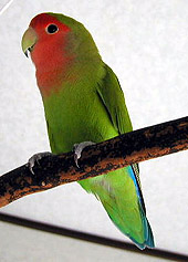 �O�̃}���U�j�[�^�A�u�����R�ɂ��܂�����