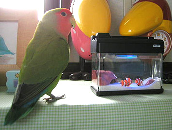 ����A�ڂ��̐����Ȃ񂾂�`��