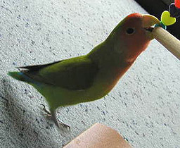 �ււց����������Ƃŏ���悤�ɂȂ��`��