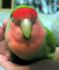 ���`�˂ނ��ɂ�`