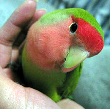 �S�z����������āA���߂�ˁB