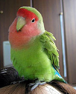 �u���u�����I�����͂�����ҁA�����˂��`