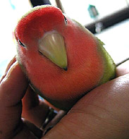 ���`�A�����͂����킹�`