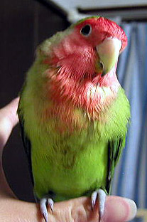 ���[�A�X�b�L��������