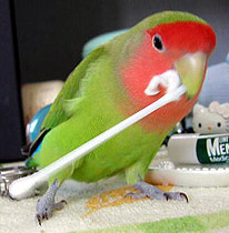 ����́A�ڂ���̂�����˂��I�I