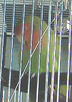 �����ς��V�񂾂�A��ꂿ�����