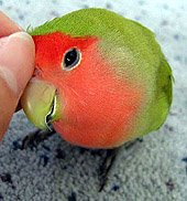 ��[���ρA�J�L�J�L�C�����C�B�`