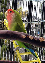 �ɂ�`�`�`���������`