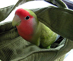 �}�}�Ƃ�������ɂ��o��������́`�I