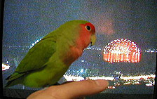 �����`�A�L���C���˂��`