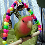 ���߂āA����Ă݂��́I