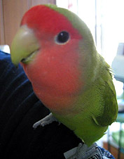 �ăo�e���Ȃ��悤�ɁA�����ς��H�ׂȂ�����l�I