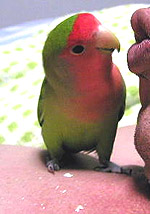 �p�p���H�ׂ�H