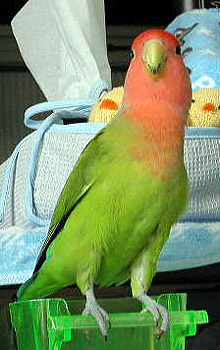 �����A�������̂��F�B�A��������I