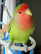 ��`�A�A�A�Ȃ�Ńp�p�A�����邩�Ȃ��`�H