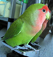 �����ˁA�S�~�o�R�̃y�_���Ȃ񂾂�B