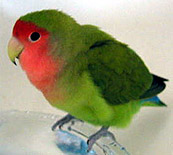 �L���C�ɂȂ�Ȃ�������ˁ�