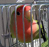 �����܂��т炫���I