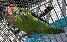 �ЂȂ��ڂ����`��