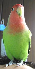 �����́A�ڂ��̓����ȁI