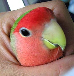 ���x�̓p�p���s���Ă���邩�Ȃ��B�B