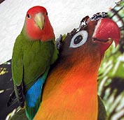 ���ǂ��ɂȂ肽���񂾂悧�`