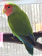 �����A�쒹����ƗV�ׂ�H