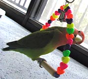 �ڂ��̃u�����R�A���킢���ł������