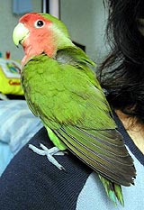 �����Ă��A�����̓_�C�X�L��