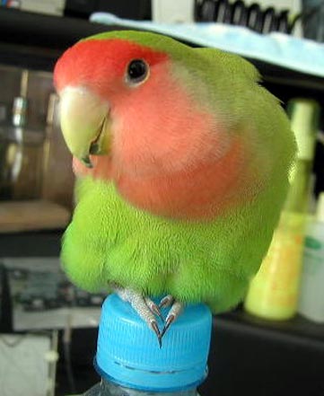 �p�p�A���������`����