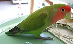 �ӂ��ˁ[�����A�������`�ˁB(*_*)