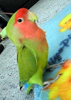 �}�}�`�A�܂��s���Ȃ��́`