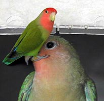 �����́A�ڂ��̏���������