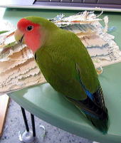 �����A�p�p����������ɍs���Ă����̂��I